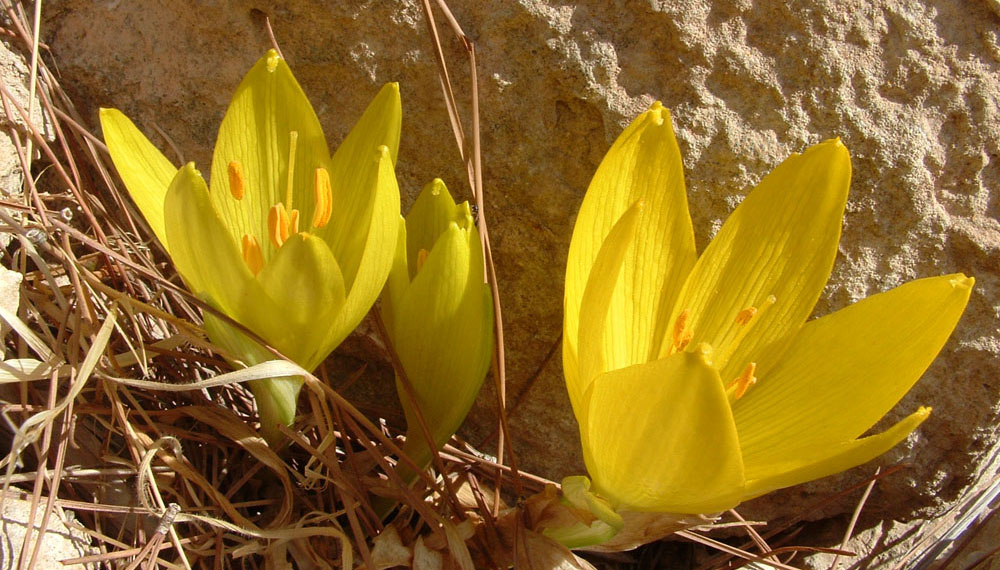 חלמוניות (קרדיט צילום: קק